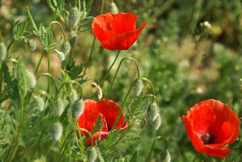 Unser Orchideenpark Bild Nr.062